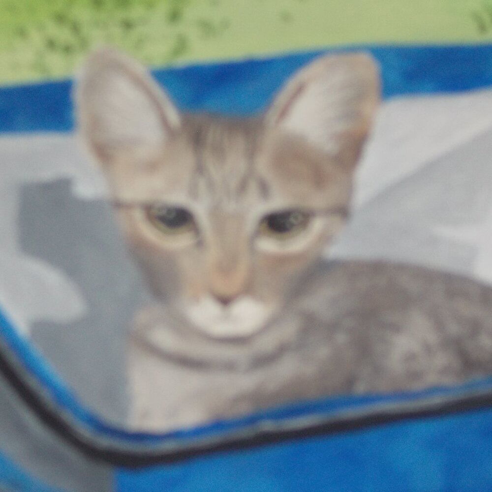 Cat in basket acrylic painting, 9"x12"